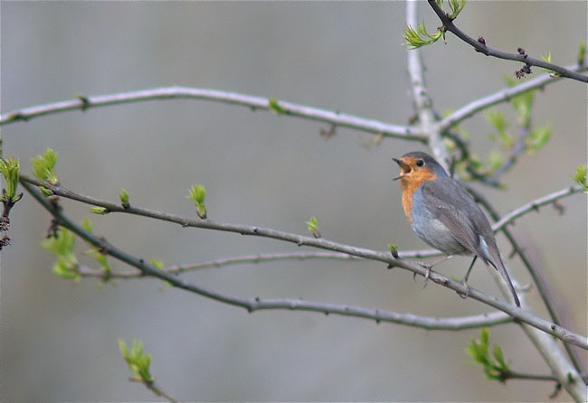 Pit roig (Erithacus rubecola)