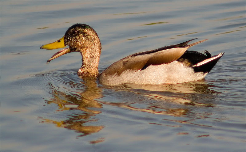 Ànec collverd (Anas platyrhynchos)