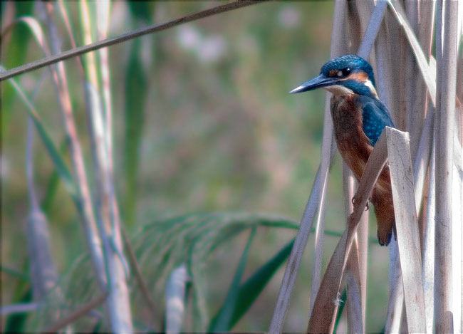 Blauet (Alcedo athis)