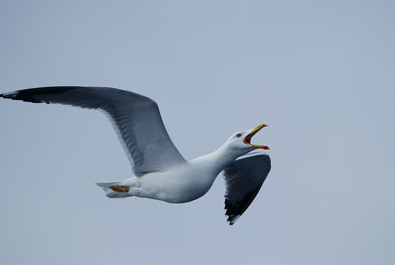 Gavià argentat (Larus michahellis)