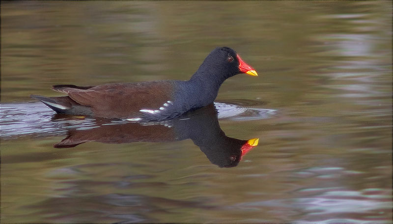 Polla d'aigua (Gallinula chloropus)