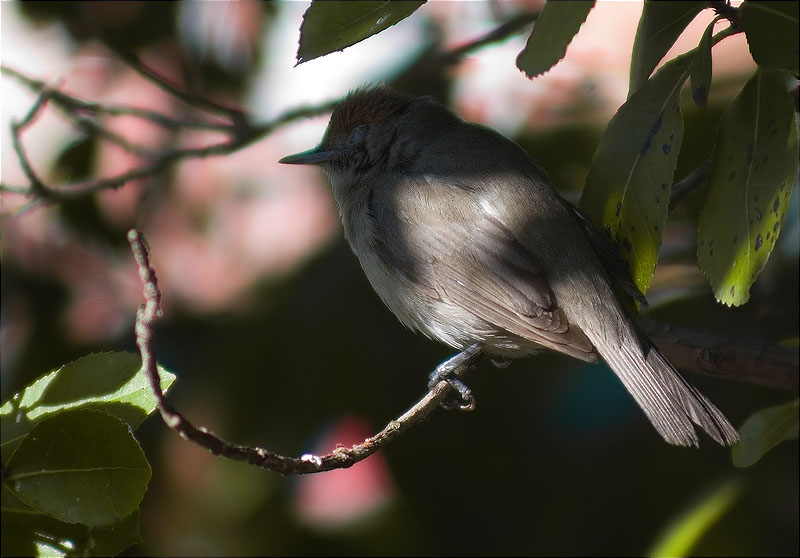 Femella de Tallarol de casquet (Sylvia atricapilla)