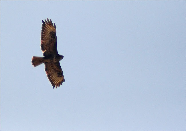 Aligot comú (Buteo buteo)