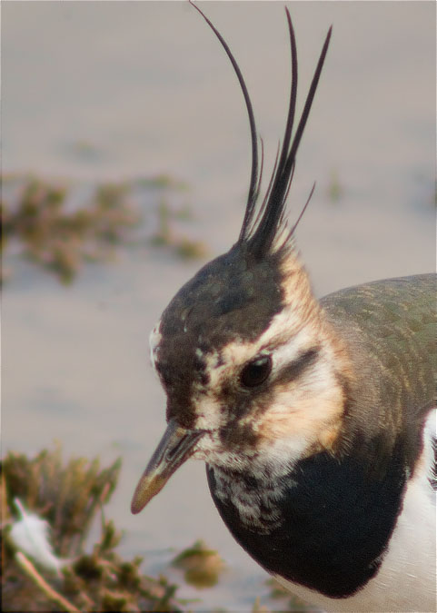 Fredeluga (Vanellus vanellus)