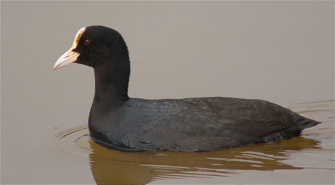 Fotja (Fulica atra)