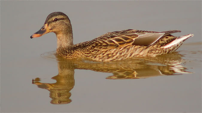 Femella d'Ànec collverd (Anas platyrhynchos)