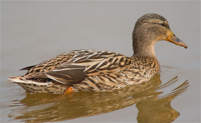 Femella d'Ànec collverd (Anas platyrhynchos)