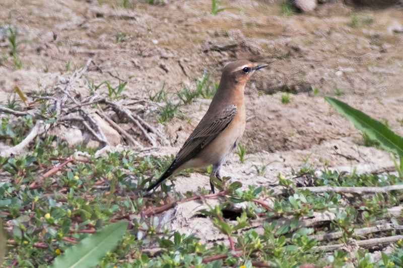 Còlit gris (Oenanthe oenanthe)