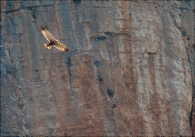 Arpella vulgar (Circus aeruginosus) a les alçades del Montsec