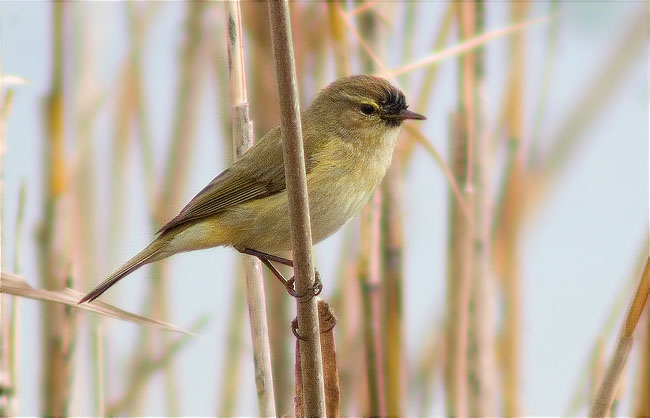 Mosquiter comú (Phylloscopus collybita)