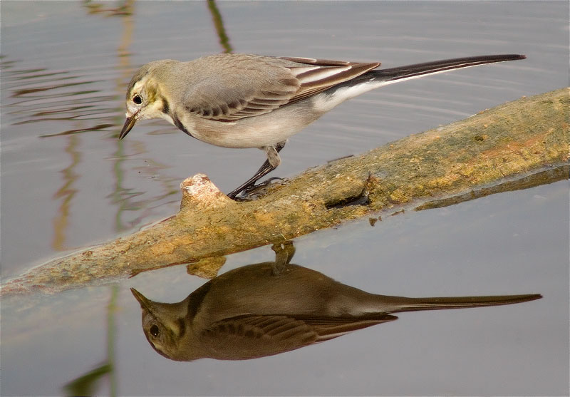 Jove de Cuereta blanca vulgar (Motacilla alba)