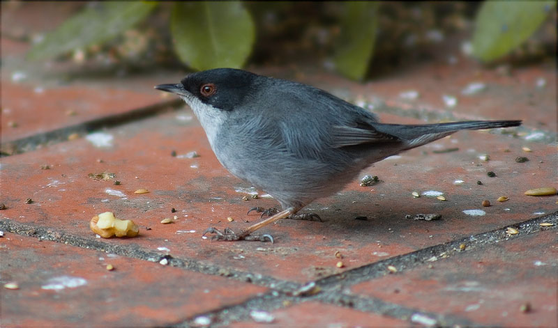 Mascle de Tallarol capnegre (Sylvia melanocephala)