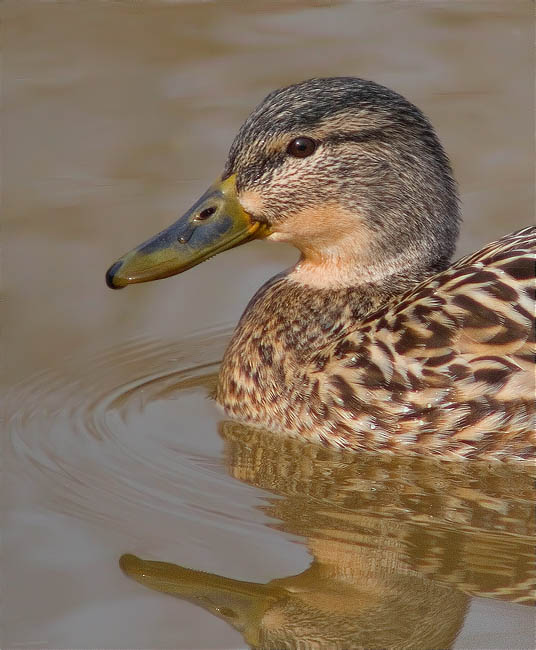 Femella d'Ànec collverd (Anas platyrhynchos)