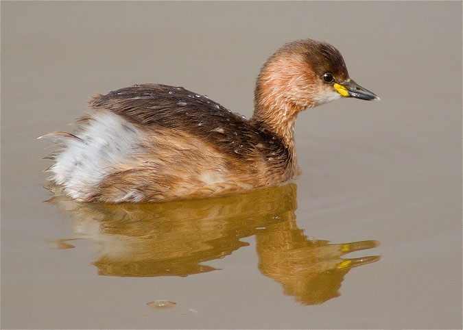 Cabusset (Tachybaptus ruficollis)