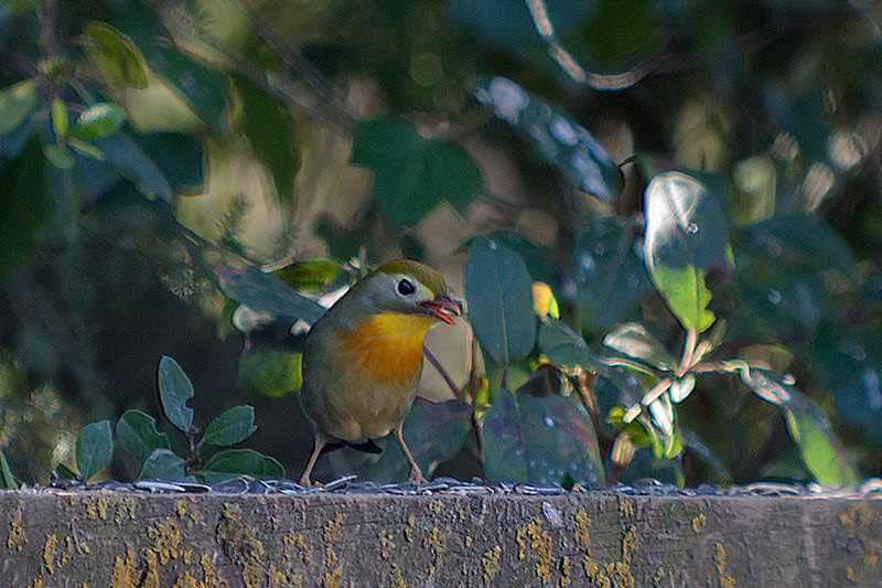 Rossinyol del Japó (Leiothrix lutea)