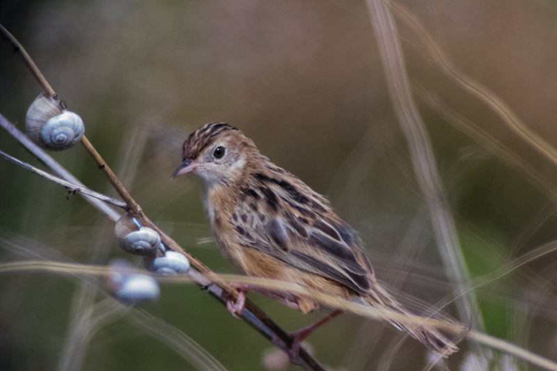 Trist (Cisticola juncidis)