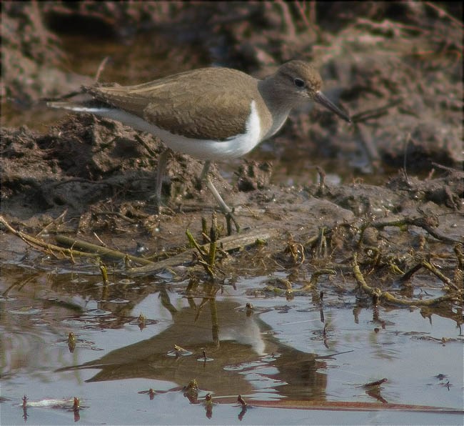 Xivitona (Actitis hypoleucos)