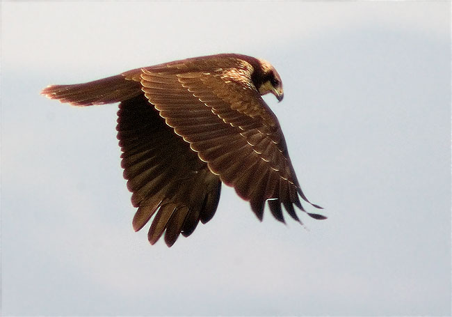 Arpella vulgar (Circus aeruginosus)