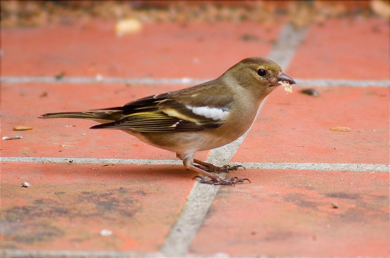 Femella de Pinsà comú (Fringilla coelebs)