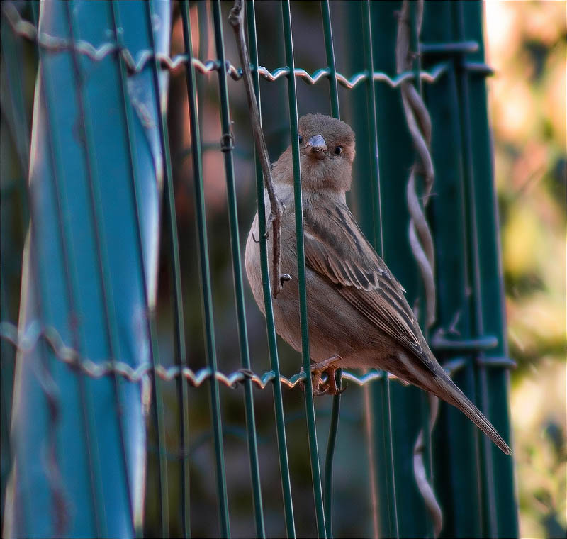 Femella de Pardal comú (Passer domesticus)