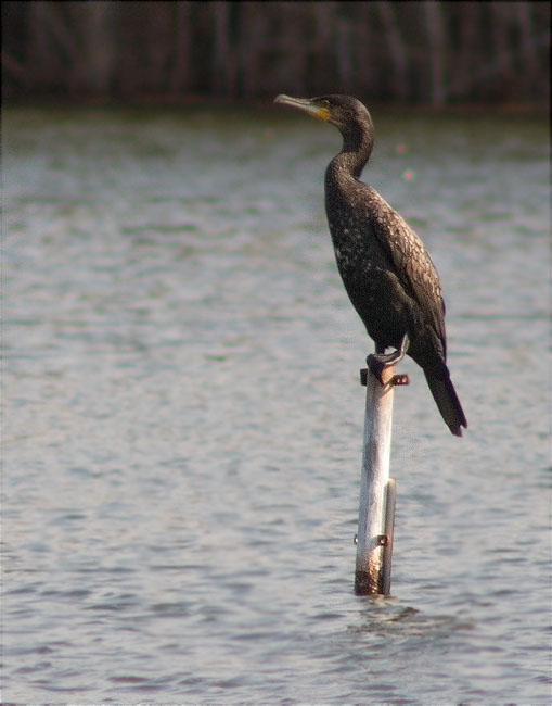 Corb marí gros (Phalacrocorax carbo)