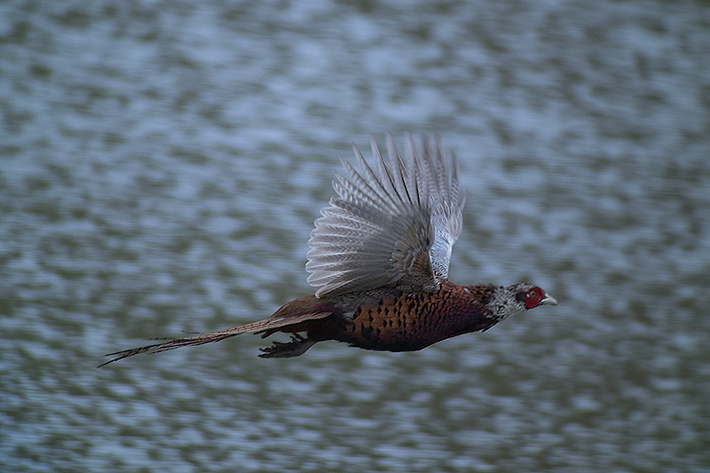 Faisá (Phasianus colchicus)