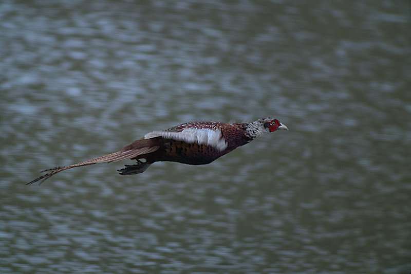 Faisá (Phasianus colchicus)