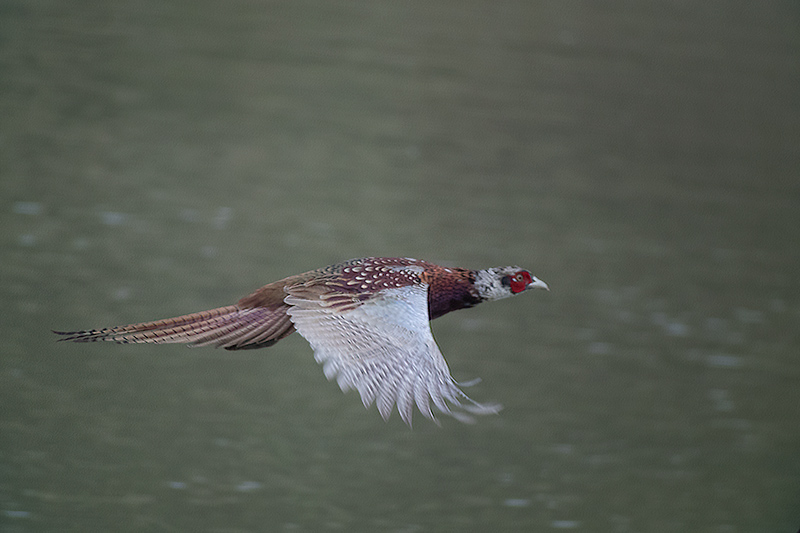 Faisá (Phasianus colchicus)