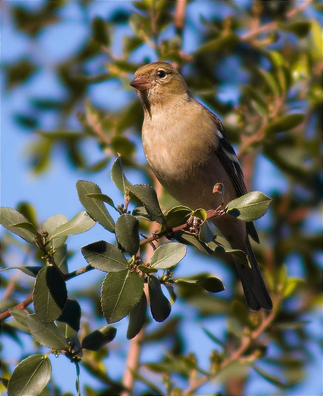 Femella de Pinsà comú (Fringilla coelebs)