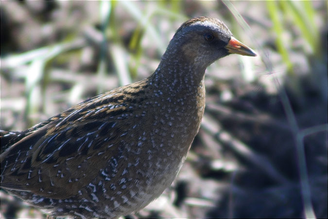 Polla pintada (Porzana porzana)