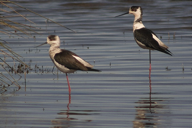 Cames Llargues (Himantopus himantopus) alertes