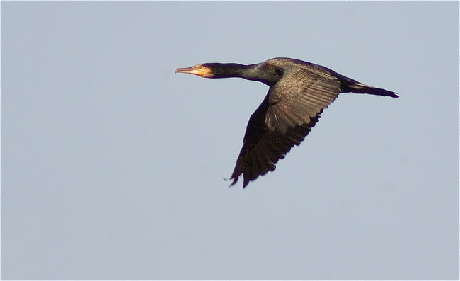 Corb marí gros (Phalacrocorax carbo)