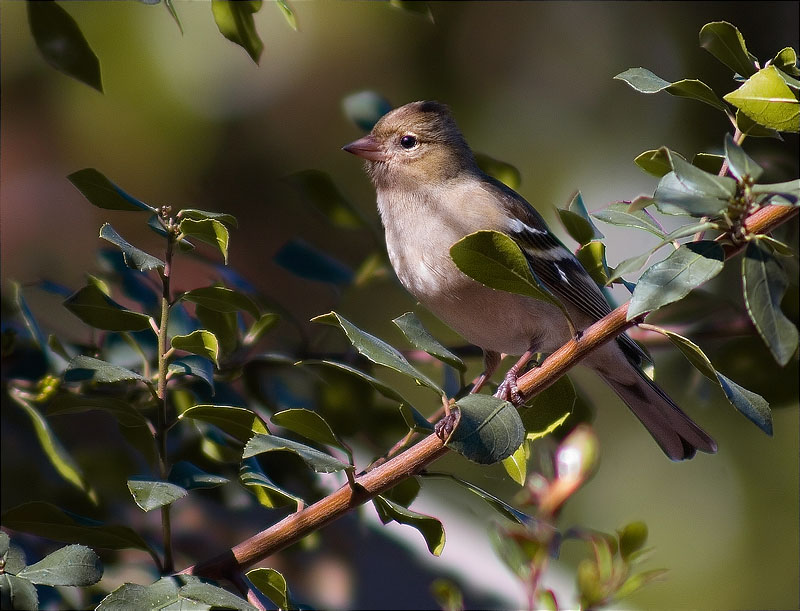 Femella de Pinsà comú (Fringilla coelebs)