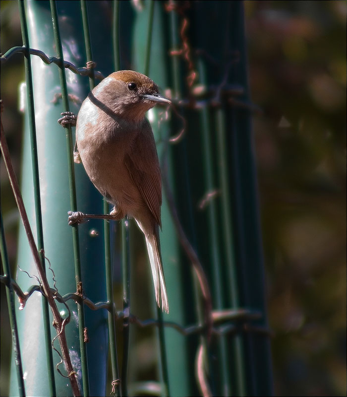 Femella de Tallarol de casquet (Sylvia atricapilla)