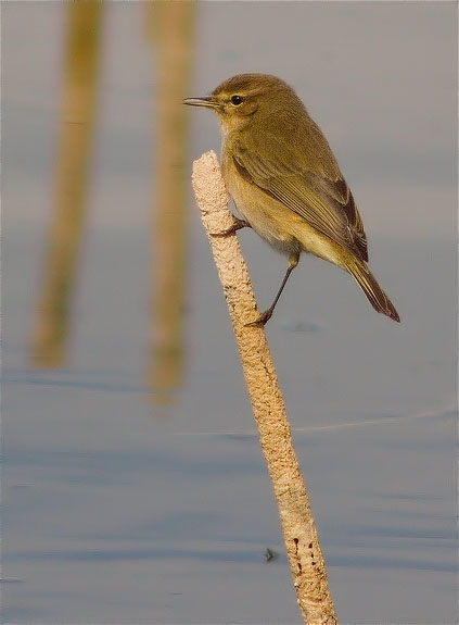 Mosquiter comú (Phylloscopus collybita)