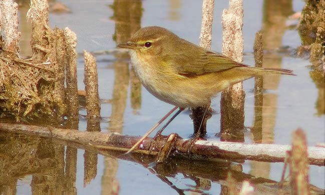 Mosquiter comú (Phylloscopus collybita)