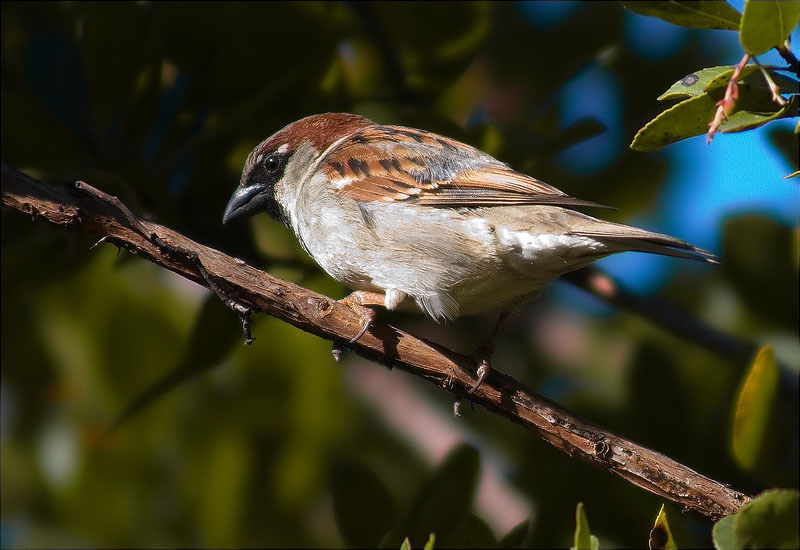 Mascle de Pardal comú (Passer domesticus)