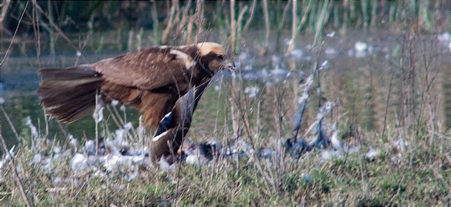 Arpella vulgar (Circus aeruginosus) i mascle d'Ànec collverd (Anas platyrhynchos) depredat