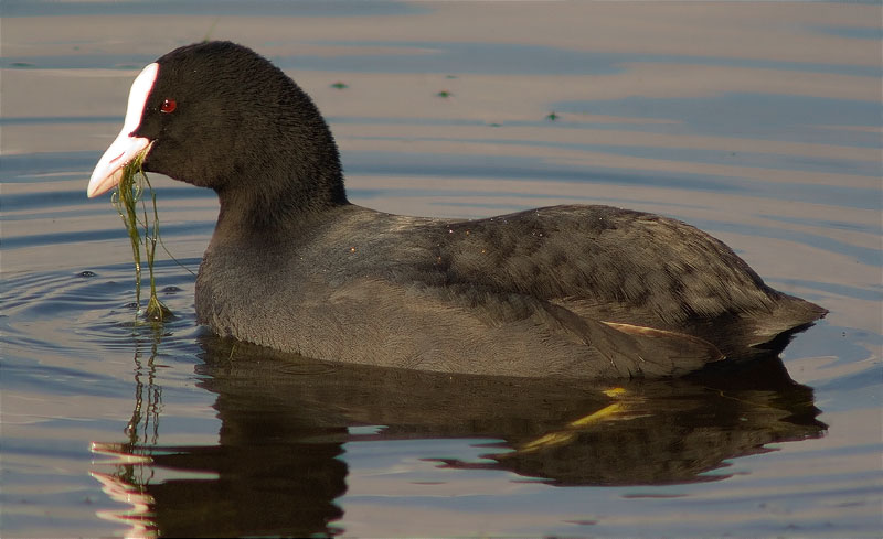 Fotja (Fulica atra)