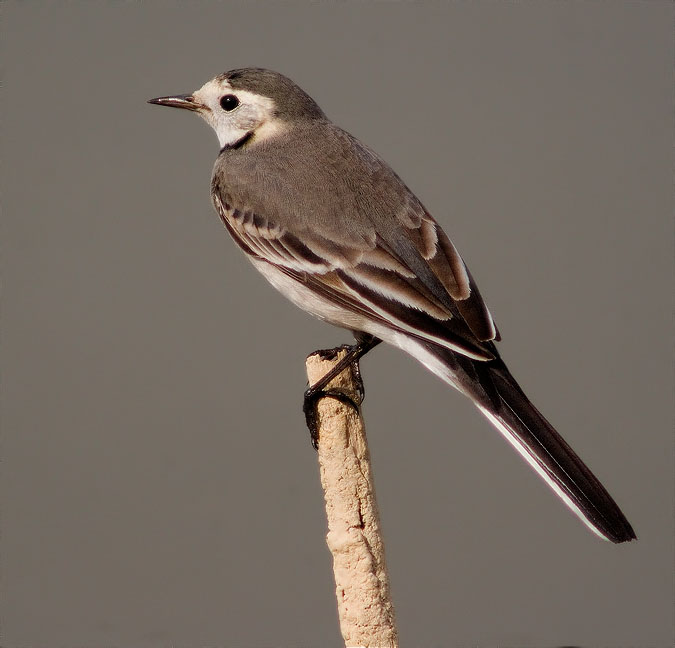 Cuereta blanca vulgar (Motacilla alba)