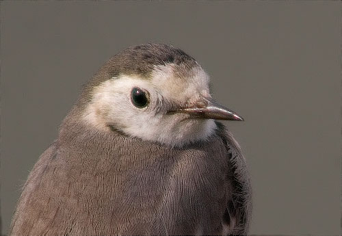 Cuereta blanca vulgar (Motacilla alba)