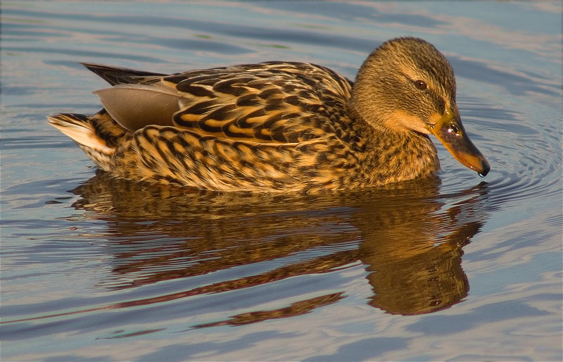 Femella d'Ànec collverd (Anas platyrhynchos)