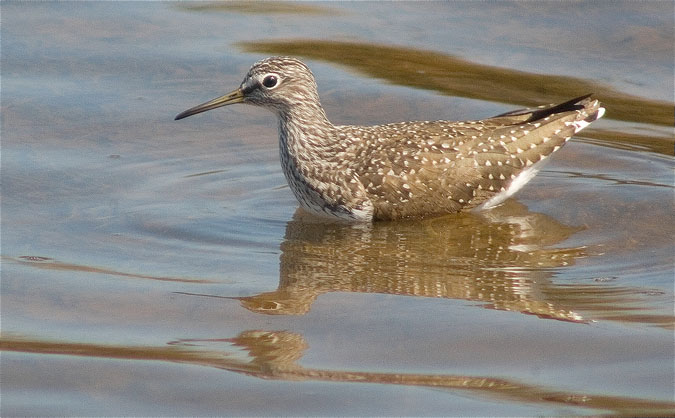 Valona (Tringa glareola) nedant