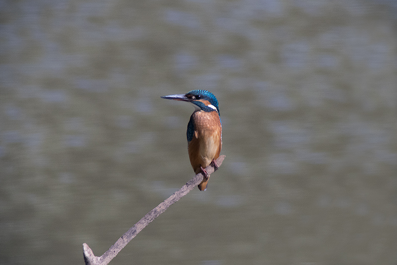 Blauet. Alcedo atthis