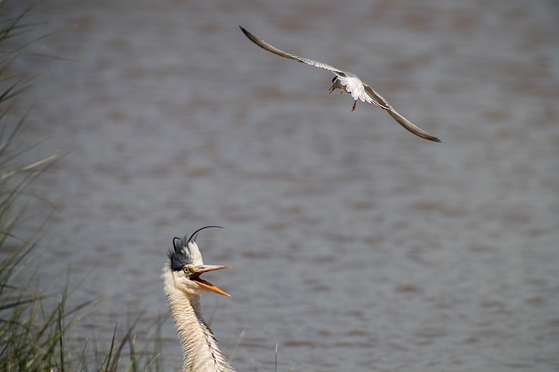 Bernat pescaire (Ardea Cinerea)