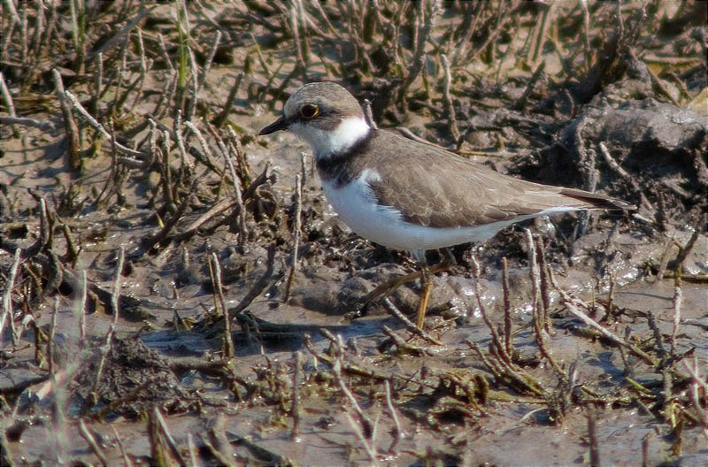 Jove de Corriol petit (Charadrius dubius)