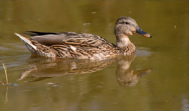 Ànec collverd (Anas platyrhynchos)