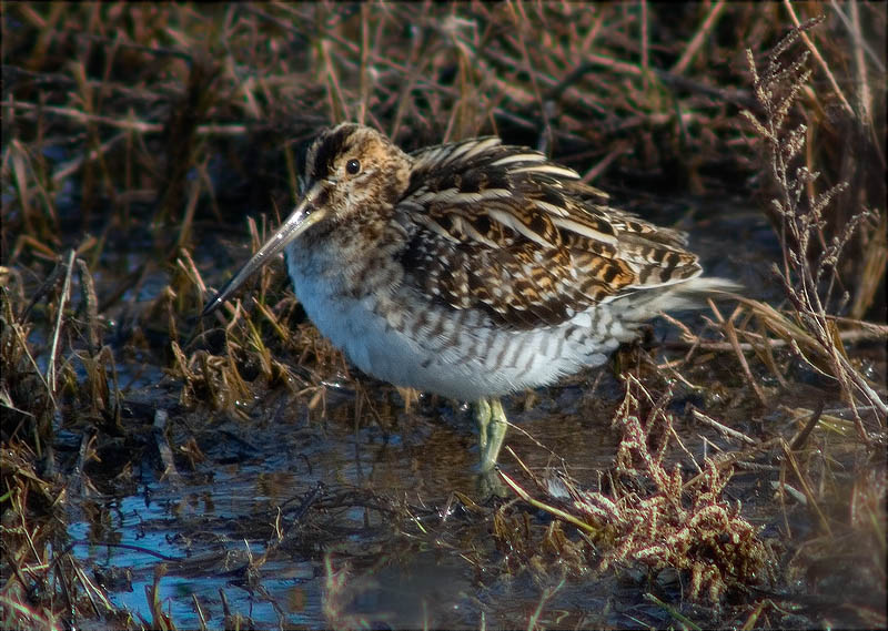 Becadell comú (Gallinago gallinago)