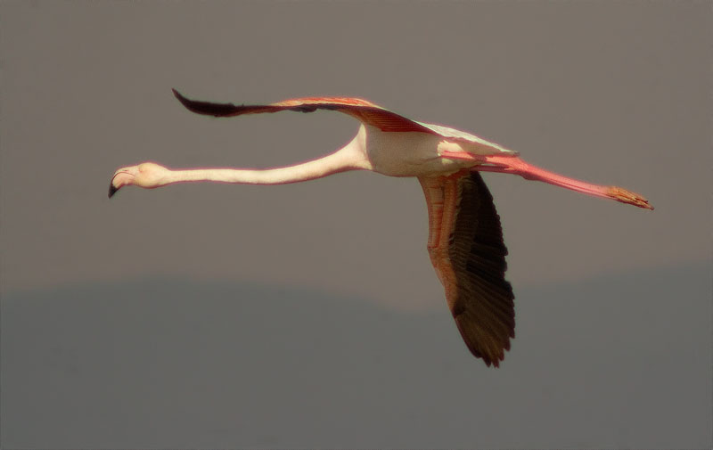 Flamenc (Phoenicopterus ruber)