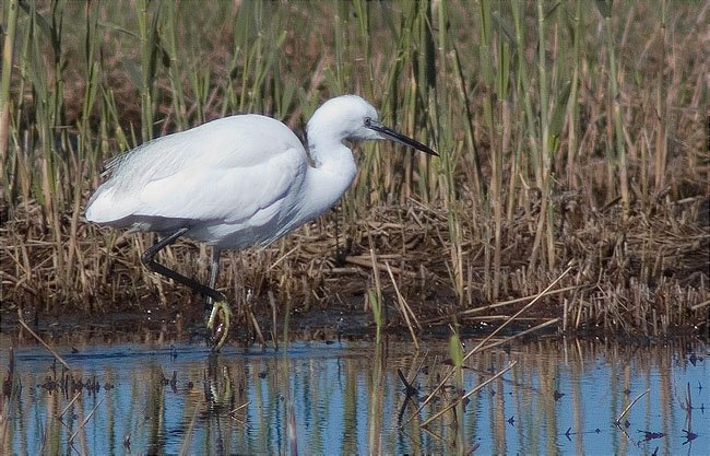 Martinet blanc (Egretta garzetta)